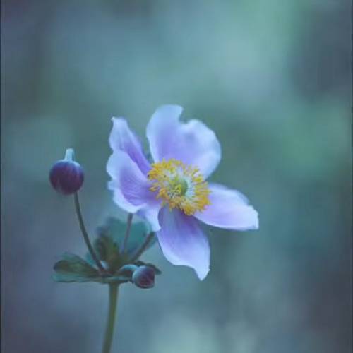 مهدی ناصری درد مجنون مثل من درده یاره